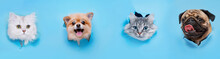 Funny Gray Kitten And Smiling Dogs With Beautiful Big Eyes On Trendy Blue Background. Lovely Fluffy Cats, Puppy Of Pomeranian Spitz And Pug Climbs Out Of Hole In Colored Background.