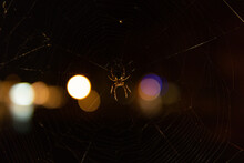 Spider's Web In The Night. Spider Making Its Web On A Bridge By Night. Night Sky, Blurry Bokeh Background. 
