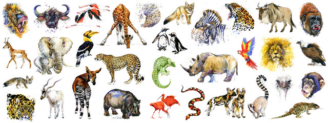 realistic african animals watercolor collection isolated on white. wild nature. wildlife. tropical fauna. 