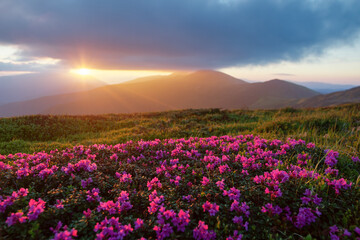 Wall Mural - Rhododendron flowers blooming on the high wild mountains. Sunrise with beautiful sky and clouds on the spring morning. Location Carpathian, Ukraine, Europe. Wallpaper background. Nature landscape.