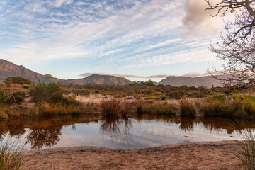 Wall Mural - The Tokai forest park which is made up of different sections of pine trees, fynbos and rivers is a place where many people go for walks and activities.