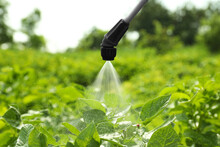 Spraying Pesticide Onto Plant With Colorado Potato Beetle Larvae Outdoors