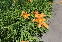 Group Of Three Orange Flowers Of Day Lily In Mid June