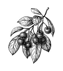 Wall Mural - Cherry ink sketch.