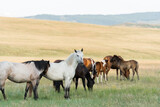 Fototapeta Konie - A herd of wild horses grazes in the mountains