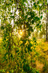 Canvas Print - ray of sunshine through the tree