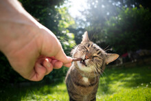 Hand Feeding Tabby Cat With Treat Stick Outdoors In Sunny Back Yard
