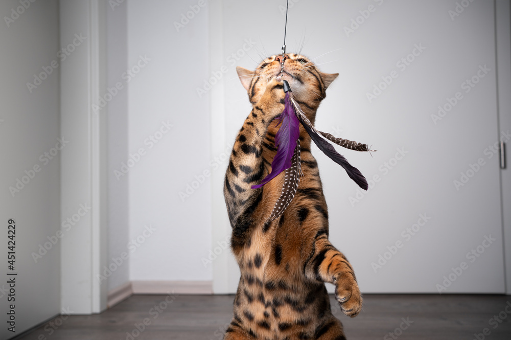 brown spotted bengal cat playing with feather toy indoors with copy space - obrazy, fototapety, plakaty 