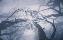An Abstract, Circular Effect. Looking Up Into The Sky Of An Atmospheric Forest And Branches On A Foggy Winters Day.