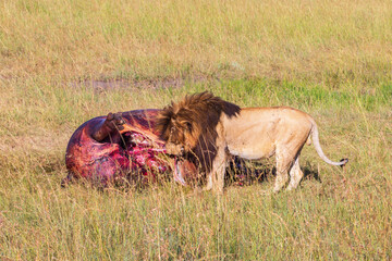 Poster - Lion male eating on a dead hippopotamus