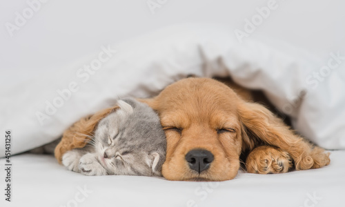 Young English Cocker spaniel puppy hugs kitten. Pets sleep together under white warm blanket on a bed at home