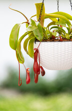 Tropical Pitcher Plant Outside In Summer