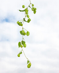 Canvas Print - Hopfenranke vor weissem Hintergrund