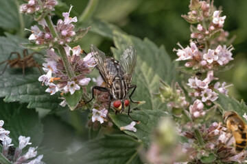 Canvas Print - a dangerous pest, a flower fly of the Anthomyia family and its hunting spider in the background, natural selection in the garden, photographed, selective focus