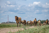 Fototapeta Konie - A herd of horses grazes on an overgrown field, and wanders unattended.
