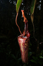 Red Pitcher Of Nepenthes Mollis, Carnivorous Pitcher Plant, Sarawak, Borneo