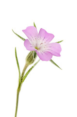 Wall Mural - Corn cockle flower