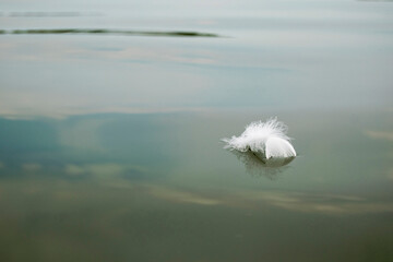  The white feather of the swan floats along the surface of the water.