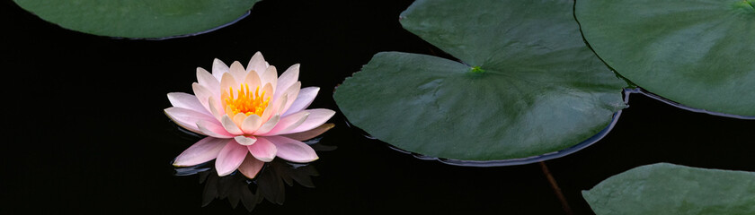 Lotus flower