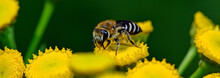 Plasterer Bee //Gemeine Seidenbiene, Buckel-Seidenbiene (Colletes Daviesanus) 