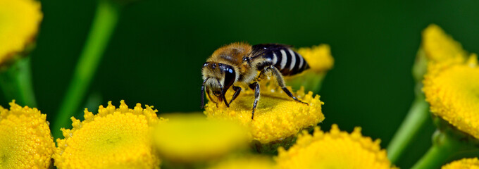 Canvas Print - Plasterer bee //Gemeine Seidenbiene, Buckel-Seidenbiene (Colletes daviesanus) 