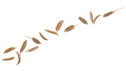 Wall Mural - Dried caraway seeds isolated on a white background, top view. Macro. Cumin seeds.