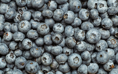 Wall Mural - Blueberry background. Summer harvest of fresh juicy blueberries close-up 