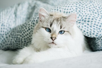 Wall Mural - White cat with blue eyes sleeping in bed         