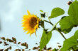 Duży ozdobny kwiat słonecznika z trzmielem na tle nieba