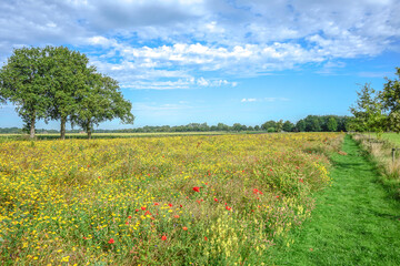 Wall Mural - landscape with trees and sky poppie flowers in summer