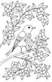 Fototapeta Motyle - The bird is sitting in the flowering branches. Coloring page