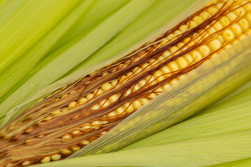Wall Mural - Corn kernels on ear with silk. Grain fill, growth stage and kernel set concept.