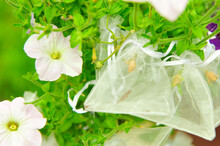 Organza Pouches Wrapped Over Seed Pods To Capture Seeds As They Dry And Fall From Purple White Petunia Flower On Green Background