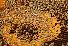 Many Bees On Honey Combs