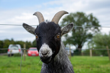 Closeup of a goat sticking its head through a wire fence.