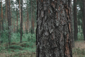 Sticker - Closeup shot of a forest landscape with a big tree trunk with hard bark