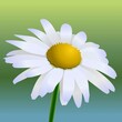 © YB14 - Marguerite flower closeup macro illustration realistic. Vector illustration.
