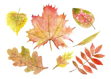 Watercolor Autumn Leaves Set. Hand Painted Botanical Illustration Of Fall Foliage. Maple And Oak Leafage On White Isolated Background. Yellow, Orange And Red Colors
