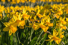 Closeup Of Dwarf Yellow Daffodils In Bloom Growing In Park With Blurred Background And Copy Space