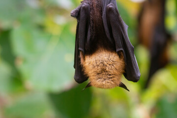 bat on a branch