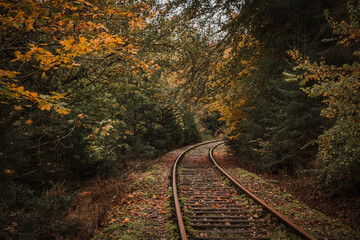 Wall Mural - Scenic view of railroad and autumnal leaves on the ground and trees