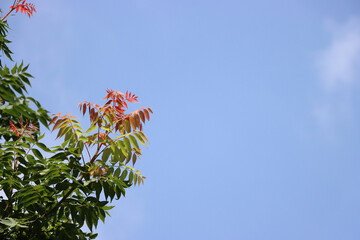 Wall Mural - Closeup shot of a tree on a blue sky backgro