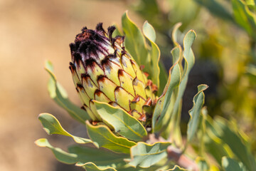 Canvas Print - Closed bud of Protea flower. 