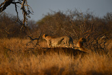 A Pair Of Cheetah Wandering Through The Grasslands At Sunset, Central Kruger National Park, South Africa