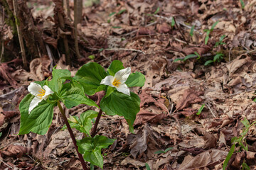 Poster - wild trillium in full bloom in a forest