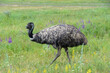 Cute ostrich emu Dromaius novaehollandiae on meadow