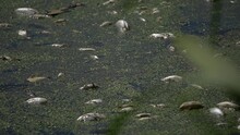 Dead Fish In The Water. Ecological Catastrophy. Pollution Of Rivers, Lakes, Ponds