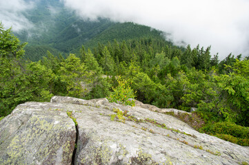 Wall Mural - forest in the fog on a summer morning in the mountains