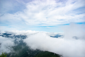 Wall Mural - fog over the forest of the carpathian mountains in summer