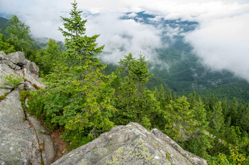 Wall Mural - rock among the forest on the background of the carpathian mountains in summer